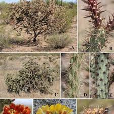 Cactus injury and cactus dermatitis. Pdf Felger R S S Rutman J Malusa And M A Baker 2014 Ajo Peak To Tinajas Altas A Flora In Southwestern Arizona Part 7 Eudicots Cactaceae Cactus Family Phytoneuron 2014 69 1 95