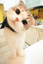 8 Typical Things Cat Owners Do That Can Break A Cat S Heart And Its Spirit Cute Cats And Kittens Cute Baby Cats Cute Cats