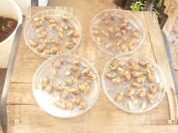 Image result for Zanha africana