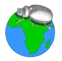 Image result for Acrotome thorncroftii