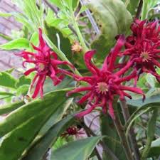 Image result for Eriosema parviflorum