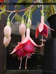 Risultati immagini per Naturaleza perfecta. Fuchsia.