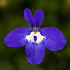 Image result for Tinnea eriocalyx