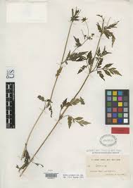 Image result for Bidens schimperi