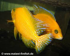 Tropheus Sp Black Ikola Freshwater I Absolutely Love The Tropheus Chichlids Trop Pinterest Poissons Aquarium Poisson Et Beau Poisson