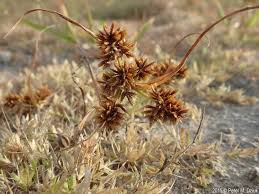 Image result for Cyperus ruwenzoriensis