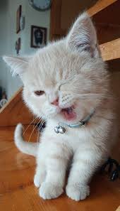 Cat Facts Celebrating Our Favorite Feline Facts What S Your Favorite Cat Fact From The List Do You Have Another Fasc In 2020 Baby Cats Cute Animals Cute Baby Cats