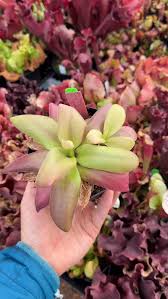 Image result for Nesaea heptamera