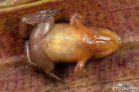 Image result for Micrococca capensis