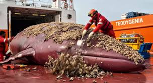 Saving a rare red whale trapped in a giant industrial fan deep under the  sea 🐋 #whalerescue #saving #rare #red #whale #trapped #fan #deep #under  #sea #animals #shortsfeed #shorts #teddygenai #short ...