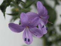 Image result for Barleria lugardii