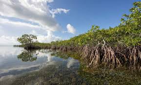 Secara garis besar fauna mangrove dapat dibedakan atas fauna darat (terrestrial), fauna air tawar dan fauna laut. Contoh Sumber Daya Laut Jenis Pemanfaatan Ancaman Upaya