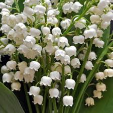Love The Smell Of Lily Of The Valley Takes Me Back To My Childhood Days Beautiful Flowers White Flowers Flower Garden