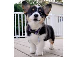 Dog trainer in el paso, texas. Potty Trained Welsh Corgi Puppies For Sale With Sweet Loving Temperaments Animals Los Angeles California Announcement 134248