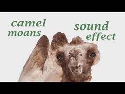 Tiger babies are born helpless. The Animal Sounds Camel Moans Sound Sound Effect Animation Youtube