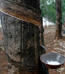 Kumpulan gambar lucu banget yang kocak dan paling unik (bergerak, animasi kartun. Anim Agro Technology Getah Cara Membuka Torehan