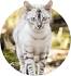 Bengal Cat Breeders & Rescues Directory | Bengalcats.co