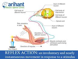 Reflex Action An Involuntary And Nearly Instantaneous Movement In Response To A Stimulus Instantaneous Arihantneuro Drshaileshjain Neuro Neurons Muscle