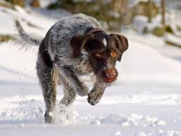 Image result for slovenský ohař hrubosrstý