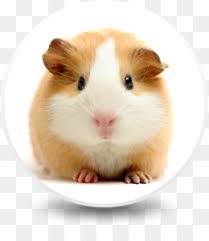 It is a very clean transparent background image and its resolution is 440x504 , please mark the image source when quoting it. Hamster Png Hamster Wheel Cute Hamster Cartoon Hamster Hamster Drawing Golden Hamster Hamster Vector Hamster Food Pet Hamster Hamster Cages Hamster Coloring Pages Cute Hamsters Hamster Chews Hamster Cheeks Cleanpng Kisspng