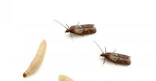 Has been providing pest control services to the rancho cordova area, placer &; Roseville S Own Pest Control Company Contact Us Anytime Earthwise Pest Management