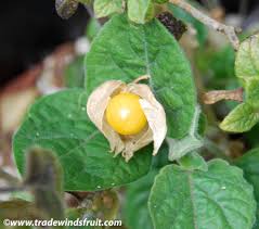 Image result for Physalis angulata
