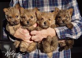 Wildgoose Norwich Terriers Norwich Terrier Puppy Norfolk Terrier Puppies Cairn Terrier Puppies