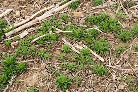 Maybe you would like to learn more about one of these? Fall Management Strategies For Optimizing The Control Of Horseweed Integrated Crop And Pest Management News Article Integrated Pest Management University Of Missouri
