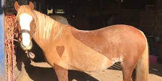 Horse Clipping Your Need To Know Guide R R Country