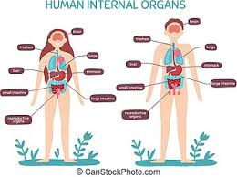 Scientific publishing female muscular system chart. Male And Female Anatomy Vector Illustration Set Of Human Organs Collection Of Vital Organs Kidney Liver And Brain Canstock