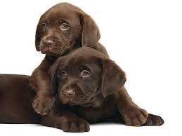 Check spelling or type a new query. Buying A Labrador Puppy Price And Everything You Need To Know Marshalls Pet Zone