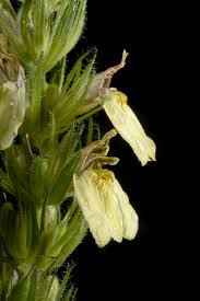 Image result for Monothecium glandulosum