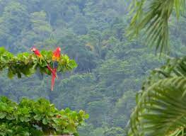 Find property for sale in costa rica. Costa Rica Palms And Bricks