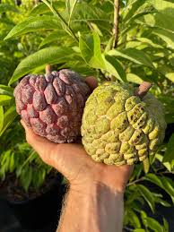Image result for Annona