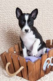 We did not find results for: Small Black Basenji Dog Puppy Is Sitting In The Basket Stock Photo Picture And Royalty Free Image Image 88233588