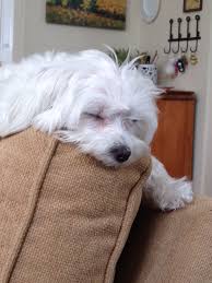Black And White Maltese Puppy It S Been A Long Day Teacup Puppies Maltese Maltese Puppy Cute Puppies