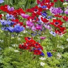 Anemone Coronaria De Caen Die Anemonenmischung Bringt Frische Farben In Den Garten Pflanzzeit Ist Im Fruhling E Anemonen Pflanzen Anemone Schattenblumen