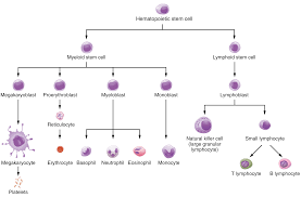 Components Of Blood Article Khan Academy