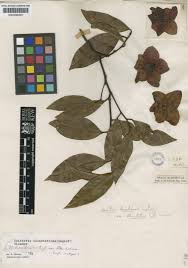 Image result for Heisteria