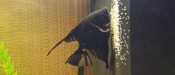 Size, body conformation, skin luster and color. How To Care For Angelfish Eggs Fry
