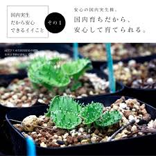 Image result for Eriospermum porphyrium