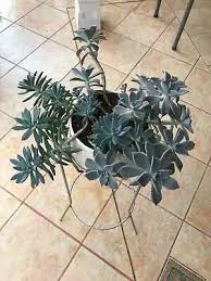 Shop plant stands at chairish, the design lover's marketplace for the best vintage and used furniture, decor and art. Plant Stand In Brisbane Region Qld Garden Gumtree Australia Free Local Classifieds