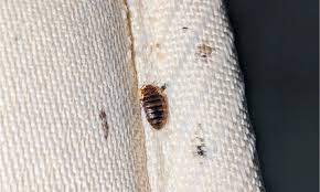 Image result for bedbugs on mattress