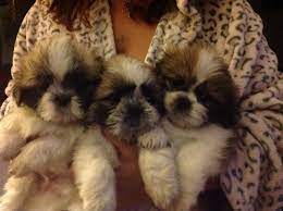 As a shih tzu owner, shih tzu puppies are the best! Fluffy Shih Tzu Puppies For Sale Birmingham West Midlands Pets4homes