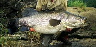 Image result for Chionanthus niloticus