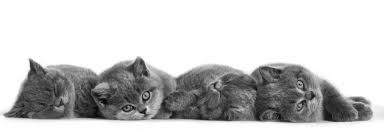 Check spelling or type a new query. Makanan Anak Kucing Paling Disyorkan Untuk Tumbesaran Sihat