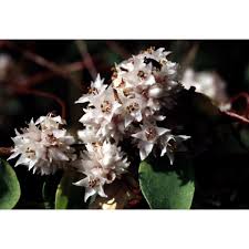 Image result for Cuscuta approximata