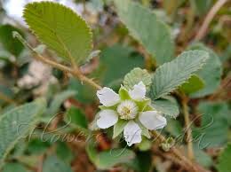 Image result for Rubus ellipticus