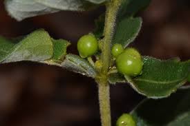 Image result for Fadogia tomentosa