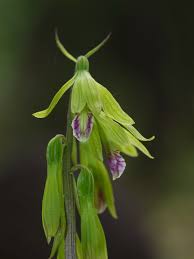 Image result for Nervilia pectinata